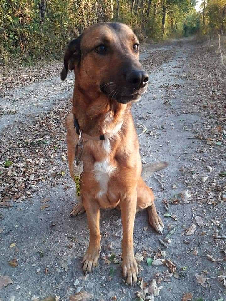 Rosabelle participe au concours pour gagner de l'argent avec cette photo : bavarian_mountain_hound, black_mouth_cur, canidae, carnivore, dog, dog_breed, fawn, hound, hunting_dog, mammal, mountain_cur, vertebrate