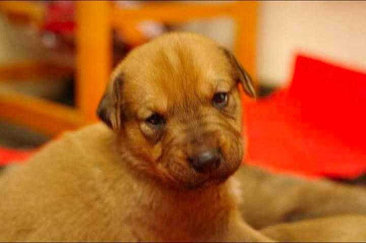 Rosabelle a rejoint le concours — aidez-le/la à gagner de superbes lots ! canidae, carnivore, companion_dog, dog, dog_breed, fawn, mammal, potcake_dog, puppy, puppy_love, rare_breed_dog, snout, sporting_group, street_dog, vertebrate, whiskers