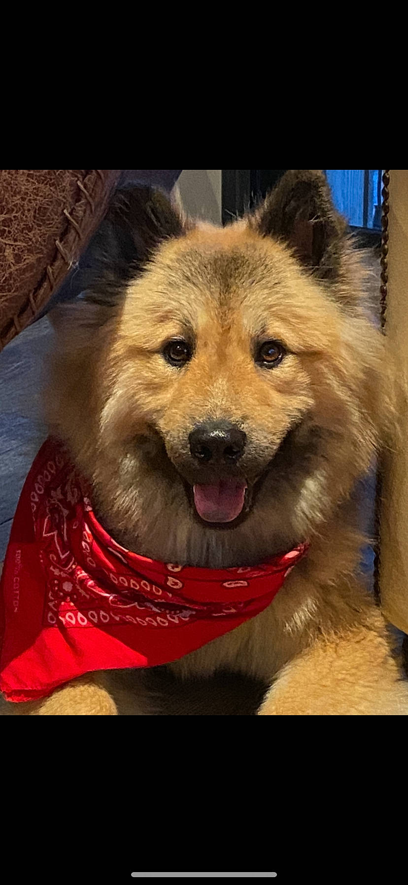 Pin-up a rejoint le concours — aidez-le/la à gagner de superbes lots ! canidae, canis, carnivore, collar, companion_dog, dog, dog_breed, dog_collar, dog_supply, fang, fawn, fur, leash, smile, snout, spitz, sporting_group, whiskers, working_animal, working_dog