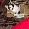 kitten, cat, calico, cardboard_box, pet, animal, feline, curious, brown_blanket, red_blanket, indoor, cute, small, fur, whiskers, ears, eyes, playful, sitting, household