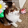 animal, carpet, cat, close_up, curious, cute, ears, feline, fluffy, green_eyes, household, indoor, paws, pet, plastic_flower, playing, tabby, toy_mouse, whiskers, wood_floor
