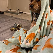 Apolloblu is registered to the contest to win money with this photo: animal, blanket, brown, collar, comfort, cozy, cute, dog, expression, fabric, floor, fur, home, indoor, pet, relaxed, seated, small_dog, tag, toy