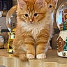 animal, cat, closeup, cozy, curious, cute, decorative, domestic_cat, feline, fluffy, gingerbread_house, holiday_decor, indoor, kitten, orange_cat, pet, snow_globe, table, two_animals, warm_lighting