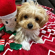 Paris is registered to the contest to win money with this photo: puppy, dog, toy, elf, stuffed_toy, red_hat, blanket, red_and_white, zigzag_pattern, fur, cute, pet, indoors, soft_toy, companion, holiday_theme, small_dog, fluffy, animal, resting