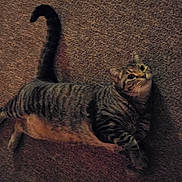 Jasper joined the competition — help win amazing prizes! cat, tabby, pet, animal, feline, carpet, indoor, cute, curious, whiskers, fur, striped, laying_down, tail, paws, eyes, relaxed, mammal, domestic, resting