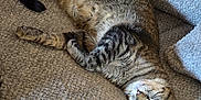 Jasper is registered to the contest to win money with this photo: cat, tabby, sleeping, couch, cushion, indoor, pet, feline, resting, cozy, fur, whiskers, relaxation, home, comfortable, closeup, animal, texture, pattern, soft