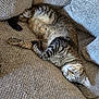 cat, tabby, sleeping, couch, cushion, indoor, pet, feline, resting, cozy, fur, whiskers, relaxation, home, comfortable, closeup, animal, texture, pattern, soft