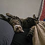 Jasper is registered to the contest to win money with this photo: cat, tabby, bed, blanket, quilt, indoor, sleepy, relaxed, stretching, feline, pet, animal, cozy, resting, fur, whiskers, pillow, domestic, cute, comfortable