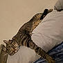 Jasper is registered to the contest to win money with this photo: cat, tabby, sleeping, pillow, bed, indoor, feline, relaxed, cozy, fur, whiskers, paw, striped, rest, animal, cute, domestic, soft, comfort, peaceful