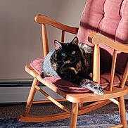 Emma joined the competition — help win amazing prizes! animal, carpet, cat, cozy, cushion, domestic_cat, fur, furniture, green_eyes, indoor, living_room, pet, quiet, relaxed, resting, rocking_chair, shadow, sunlight, tortoiseshell_cat, wooden_chair