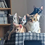 Skooma participe au concours pour gagner de l'argent avec cette photo : cat, cats, kitten, feline, pet, indoor, plaid, cat_house, window_light, shelf, bookshelf, books, dvd, curious, relaxed, group, animal, fur, whiskers, ears