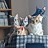 cat, cats, kitten, feline, pet, indoor, plaid, cat_house, window_light, shelf, bookshelf, books, dvd, curious, relaxed, group, animal, fur, whiskers, ears