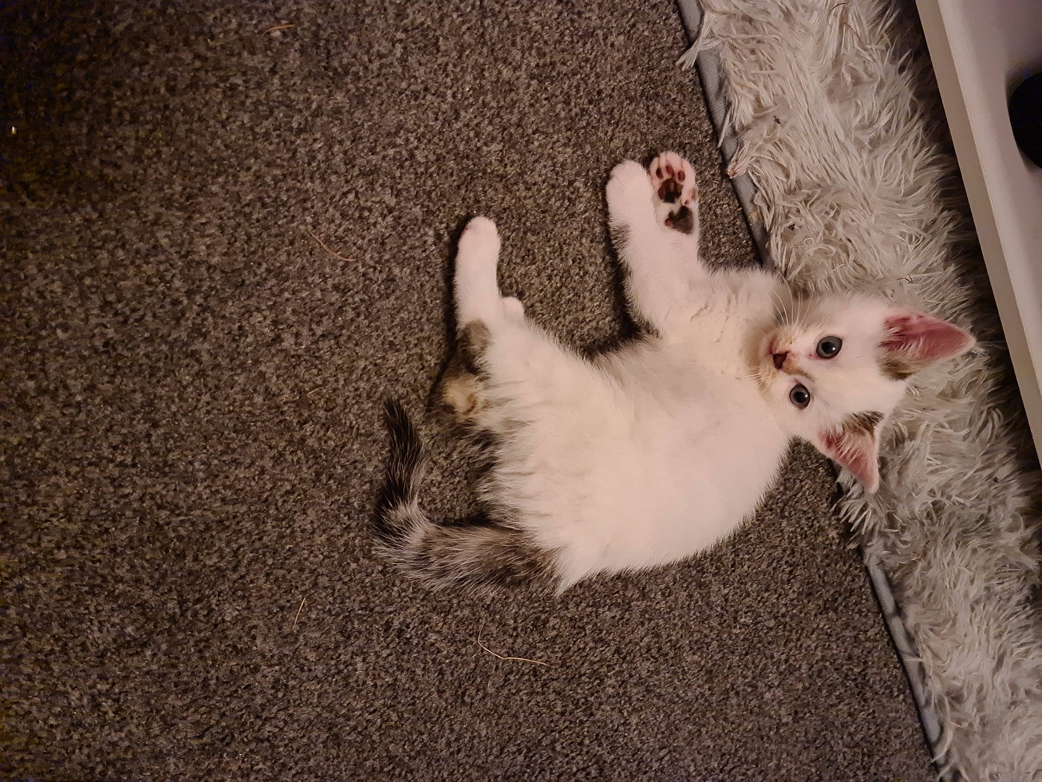 Shadow is registered to the contest to win money with this photo: carnivore, cat, claw, comfort, domestic_short_haired_cat, fawn, felidae, flooring, foot, fur, gesture, grey, nail, paw, small_to_medium_sized_cats, snout, soil, tail, terrestrial_animal, whiskers