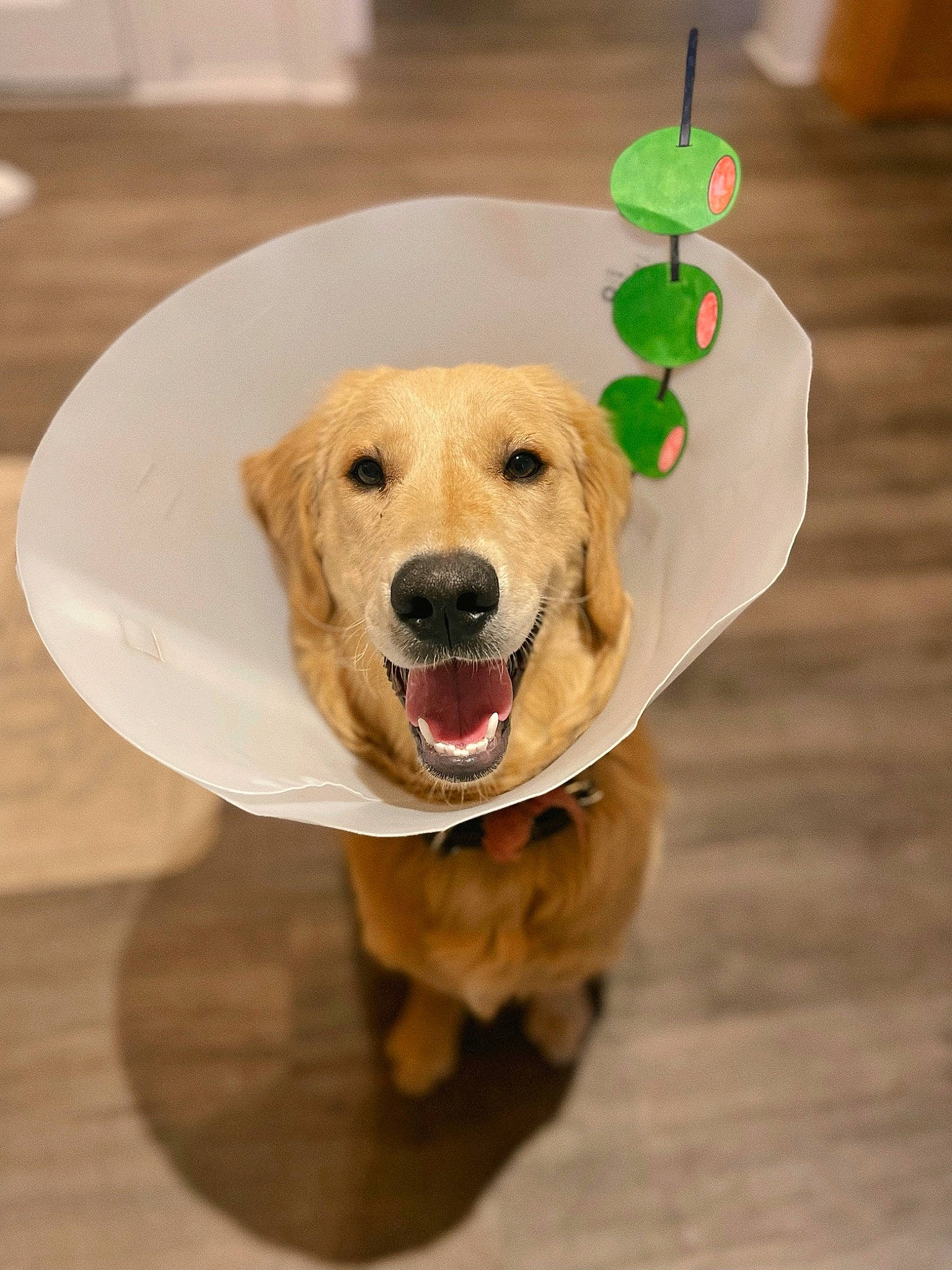 Chip joined the competition — help win amazing prizes! canidae, carnivore, collar, companion_dog, dog, dog_breed, dog_supply, fawn, flooring, fur, gun_dog, hardwood, paw, pet_supply, retriever, snout, sporting_group, whiskers, wood, working_animal