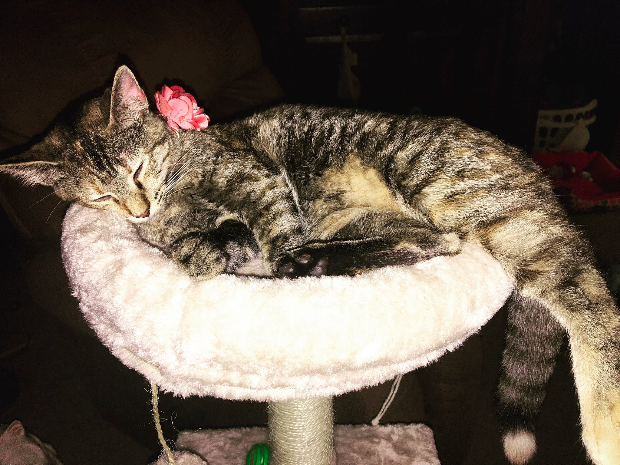 Munchin joined the competition — help win amazing prizes! asian, california_spangled, carnivore, cat, cat_bed, chausie, domestic_short_haired_cat, dragon_li, european_shorthair, felidae, fur, german_rex, kitten, mammal, nap, ocicat, small_to_medium_sized_cats, tabby_cat, tail, whiskers