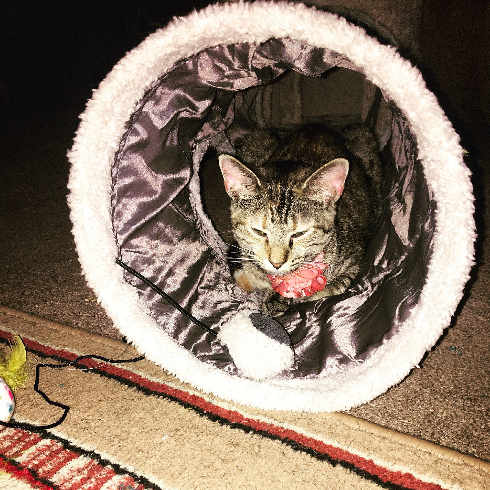 Munchin joined the competition — help win amazing prizes! asian, carnivore, cat, domestic_short_haired_cat, dragon_li, european_shorthair, felidae, fur, illustration, kitten, small_to_medium_sized_cats, tabby_cat, whiskers