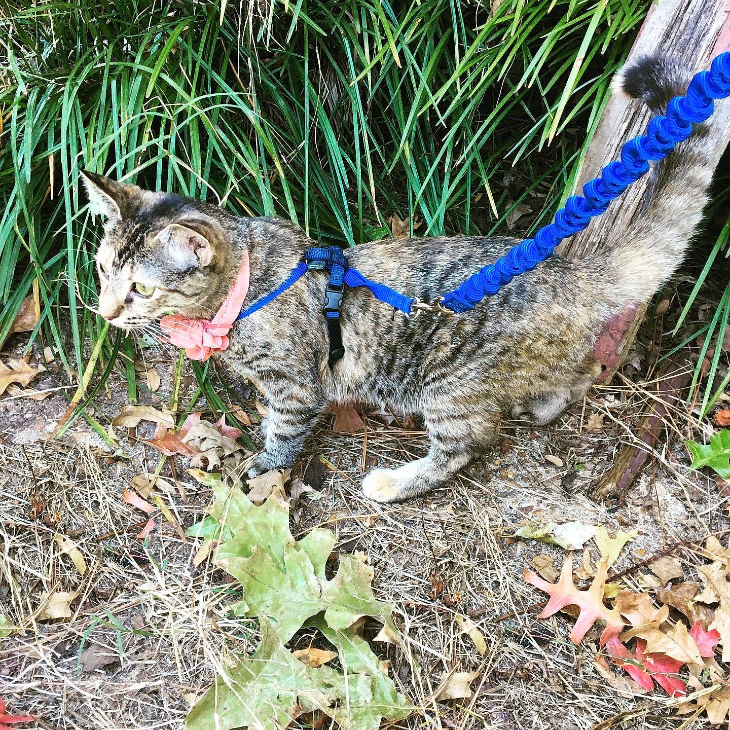 Munchin joined the competition — help win amazing prizes! carnivore, cat, domestic_short_haired_cat, dragon_li, european_shorthair, felidae, german_rex, grass, leg, plant, small_to_medium_sized_cats, tabby_cat, tail, whiskers, wild_cat