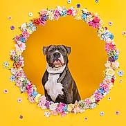 Tushane participe au concours pour gagner de l'argent avec cette photo : dog, pitbull, pet, flowers, floral_frame, yellow_background, portrait, studio, collar, sitting, cute, colorful, circle, pet_portrait, head, muzzle, decorative, spring, isolated, bright