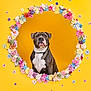 dog, pitbull, pet, flowers, floral_frame, yellow_background, portrait, studio, collar, sitting, cute, colorful, circle, pet_portrait, head, muzzle, decorative, spring, isolated, bright