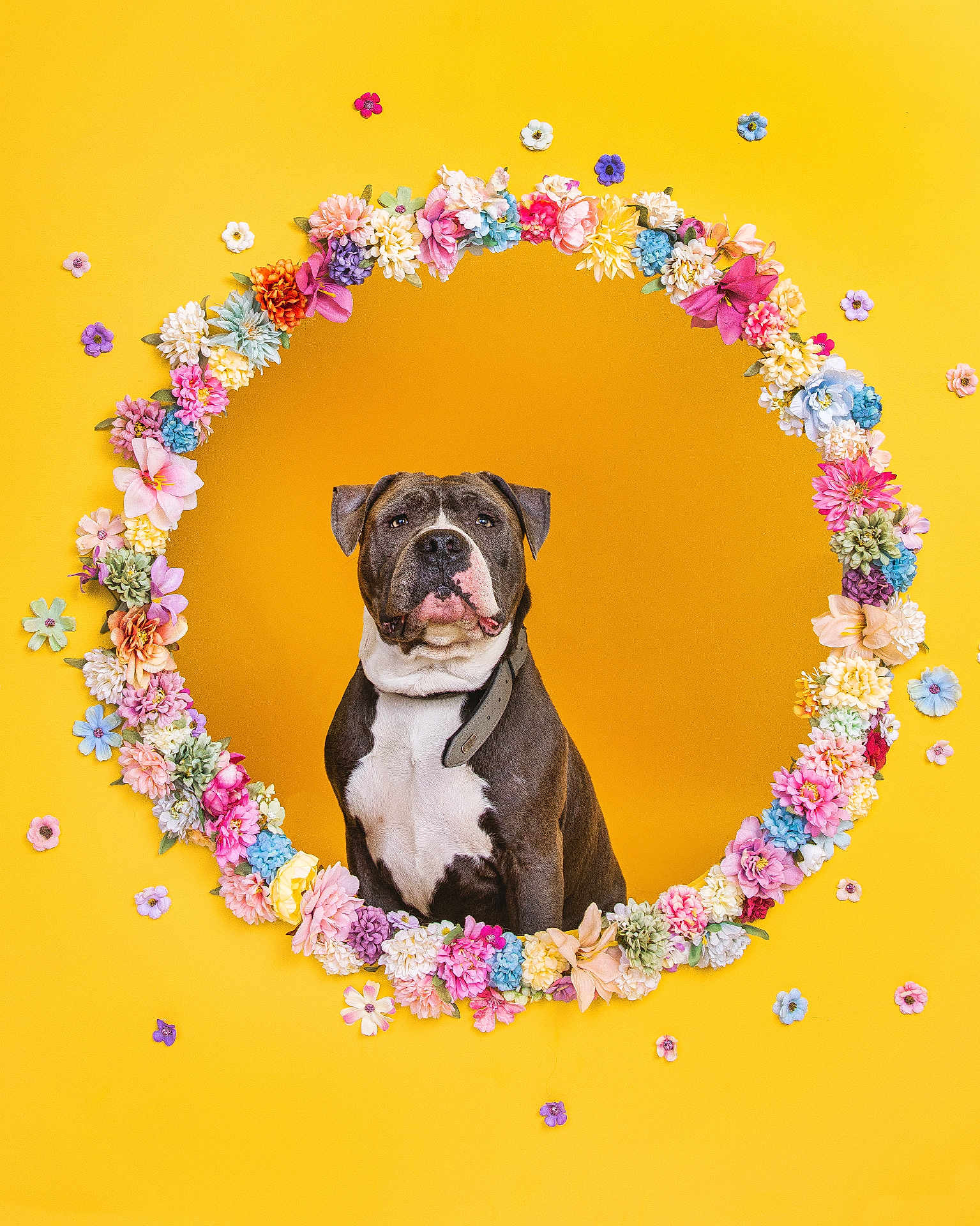 Tushane participe au concours pour gagner de l'argent avec cette photo : dog, pitbull, pet, flowers, floral_frame, yellow_background, portrait, studio, collar, sitting, cute, colorful, circle, pet_portrait, head, muzzle, decorative, spring, isolated, bright