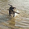 Tutush a rejoint le concours — aidez-le/la à gagner de superbes lots ! active, animal, black_dog, canine, dog, fetch, happy, mud, nature, outdoor, pet, playful, riverbank, running, shore, splash, stick, sunlight, water, wet