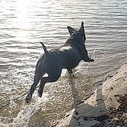 Tutush participe au concours pour gagner de l'argent avec cette photo : animal, canine, daytime, dog, hills, jumping, lake, landscape, motion, nature, outdoor, playful, reflection, riverbank, sand, shore, splashing, sunlight, trees, water