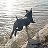 animal, canine, daytime, dog, hills, jumping, lake, landscape, motion, nature, outdoor, playful, reflection, riverbank, sand, shore, splashing, sunlight, trees, water