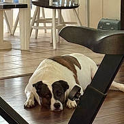 Rocco joined the competition — help win amazing prizes! dog, lying_down, brown_and_white, wooden_floor, exercise_equipment, indoor, chair, dining_area, tiled_floor, resting, pet, animal, home, furniture, calm, domestic, relaxation, white, brown, floor