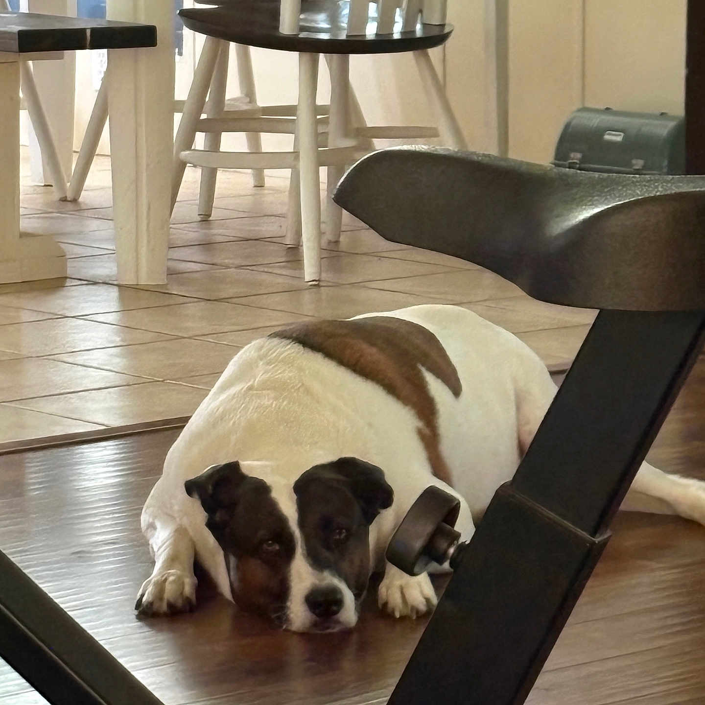 Rocco joined the competition — help win amazing prizes! dog, lying_down, brown_and_white, wooden_floor, exercise_equipment, indoor, chair, dining_area, tiled_floor, resting, pet, animal, home, furniture, calm, domestic, relaxation, white, brown, floor