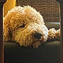 dog, curly_fur, resting, indoor, cozy, brown, pet, furniture, closeup, sleepy, head, animal, relaxed, warm_light, texture, soft, canine, household, comfort, background