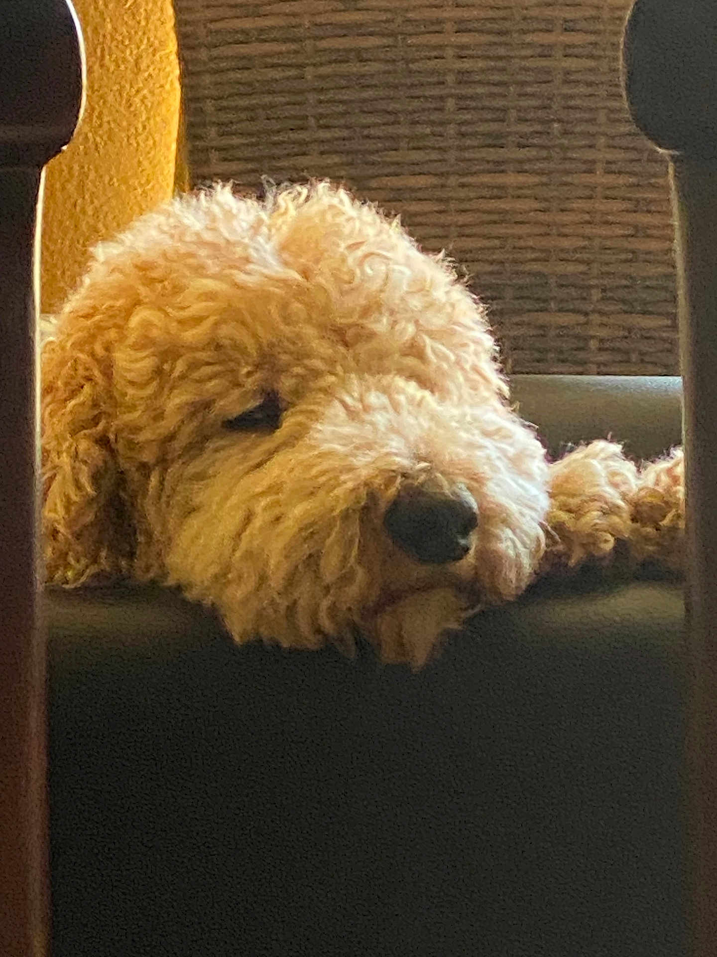 Rufo joined the competition — help win amazing prizes! dog, curly_fur, resting, indoor, cozy, brown, pet, furniture, closeup, sleepy, head, animal, relaxed, warm_light, texture, soft, canine, household, comfort, background