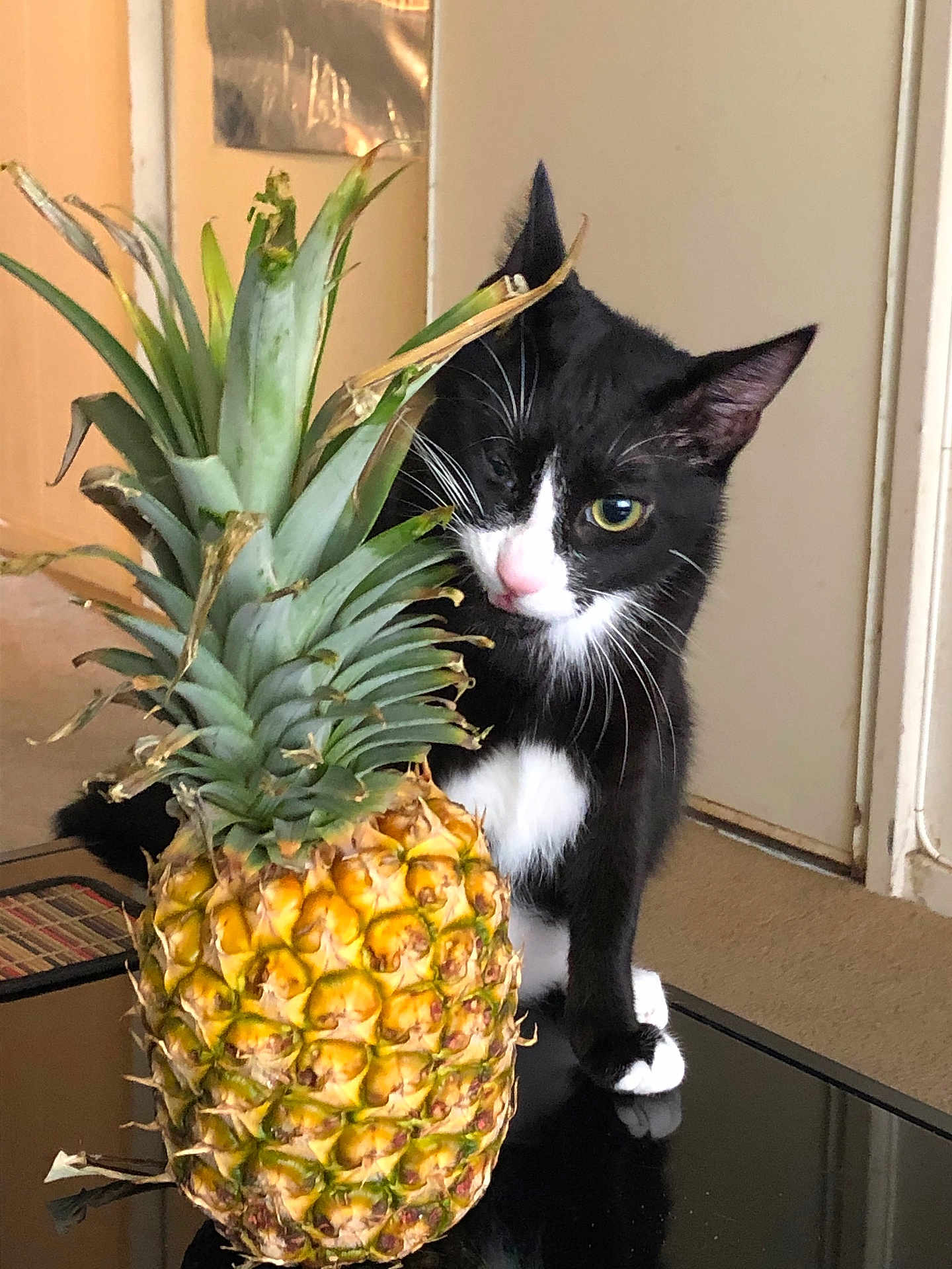 Blondie joined the competition — help win amazing prizes! cat, pineapple, black_and_white, curious, indoor, table, plant, fruit, pet, whiskers, feline, nose, ears, paw, closeup, home, domestic, background, object, still_life