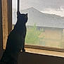 cat, black_cat, window, screen, indoor, looking_out, silhouette, curious, animal, pet, feline, daylight, house, raindrops, weather, quiet, still_life, shadow, lonely, contemplative