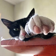 Blondie is registered to the contest to win money with this photo: cat, paw, close_up, black_and_white, pet, animal, indoor, feline, whiskers, curious, soft_light, blurred, cute, domestic_cat, resting, pink_paw_pads, focus, playful, portrait, home