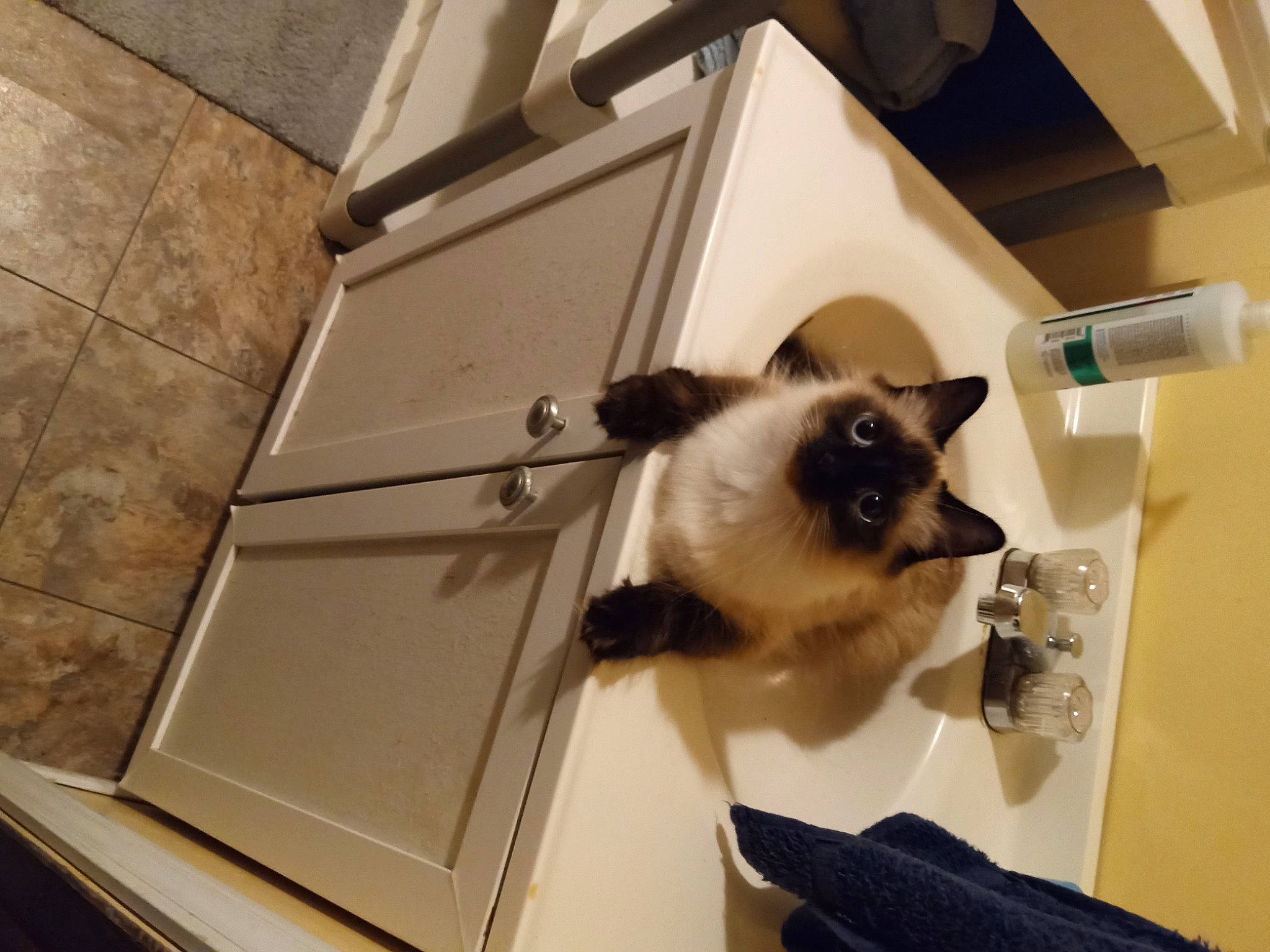 Princess Pooh is registered to the contest to win money with this photo: balinese, birman, carnivore, cat, fawn, felidae, fur, hardwood, metal, room, siamese, small_to_medium_sized_cats, tail, thai, tonkinese, whiskers, wood