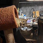 Mimine participe au concours pour gagner de l'argent avec cette photo : bowl, comfort_food, cooking, cuisine, dish, felidae, flooring, food, fur, gas, ingredient, kitchen, linens, plate, room, table, tableware, textile, wood, wool