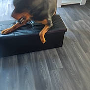 Rotter a rejoint le concours — aidez-le/la à gagner de superbes lots ! canidae, carnivore, comfort, companion_dog, corgi_chihuahua, dog, dog_breed, fawn, flooring, guard_dog, hardwood, room, sporting_group, tail, toy_dog, wood, working_animal, working_dog
