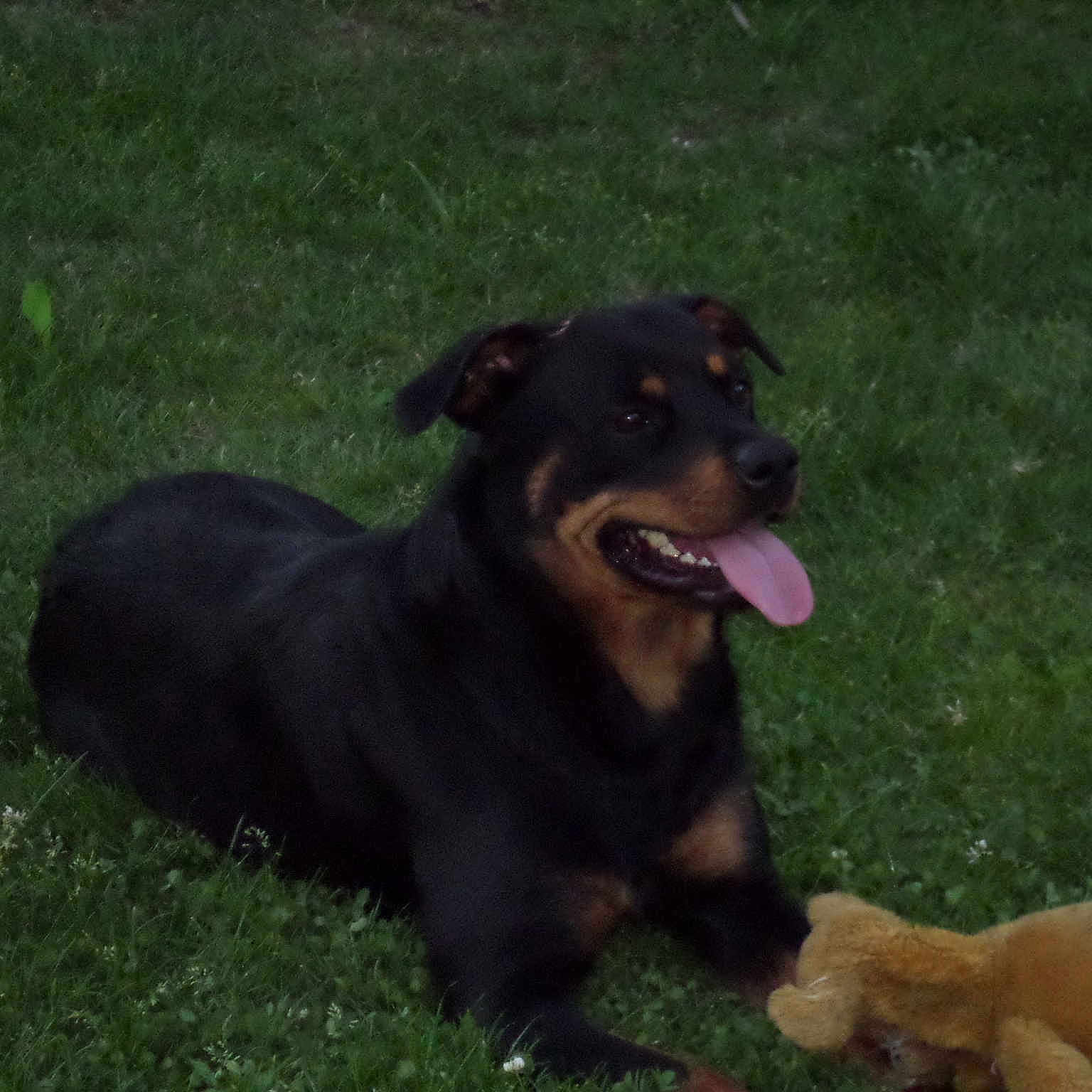 Devil
