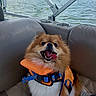 dog, pomeranian, life_jacket, boat, lake, water, outdoor, pet, animal, happy, tongue_out, fur, seat, leash, smile, daytime, nature, canine, transportation, vacation