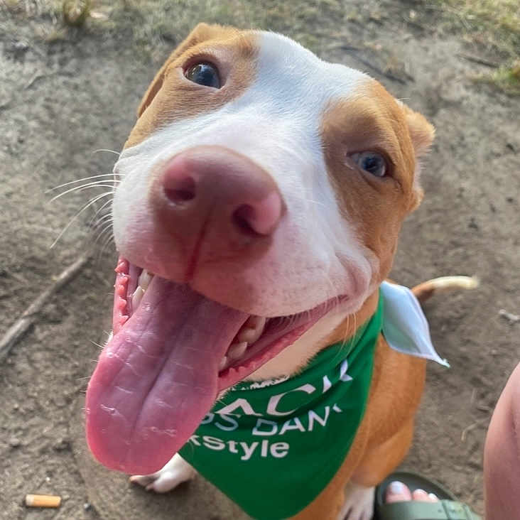 Nyla is registered to the contest to win money with this photo: dog, tongue, bandana, outdoor, pet, happy, brown_and_white, close_up, canine, animal, excited, friendly, ground, footwear, sandals, smiling, pet_accessory, cute, playful, tongue_out