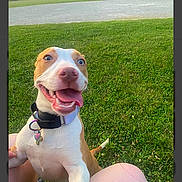 Nyla joined the competition — help win amazing prizes! dog, happy, tongue_out, heterochromia, collar, grass, outdoor, pet, canine, smiling, animal, playful, field, summer, nature, closeup, person, knees, daylight, excited