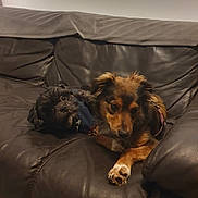 Abby participe au concours pour gagner de l'argent avec cette photo : dog, pet, couch, leather, indoor, animal, fur, relaxed, two_dogs, brown_dog, black_dog, companion, cute, domestic_animal, snuggle, resting, living_room, cozy, friendship, canine