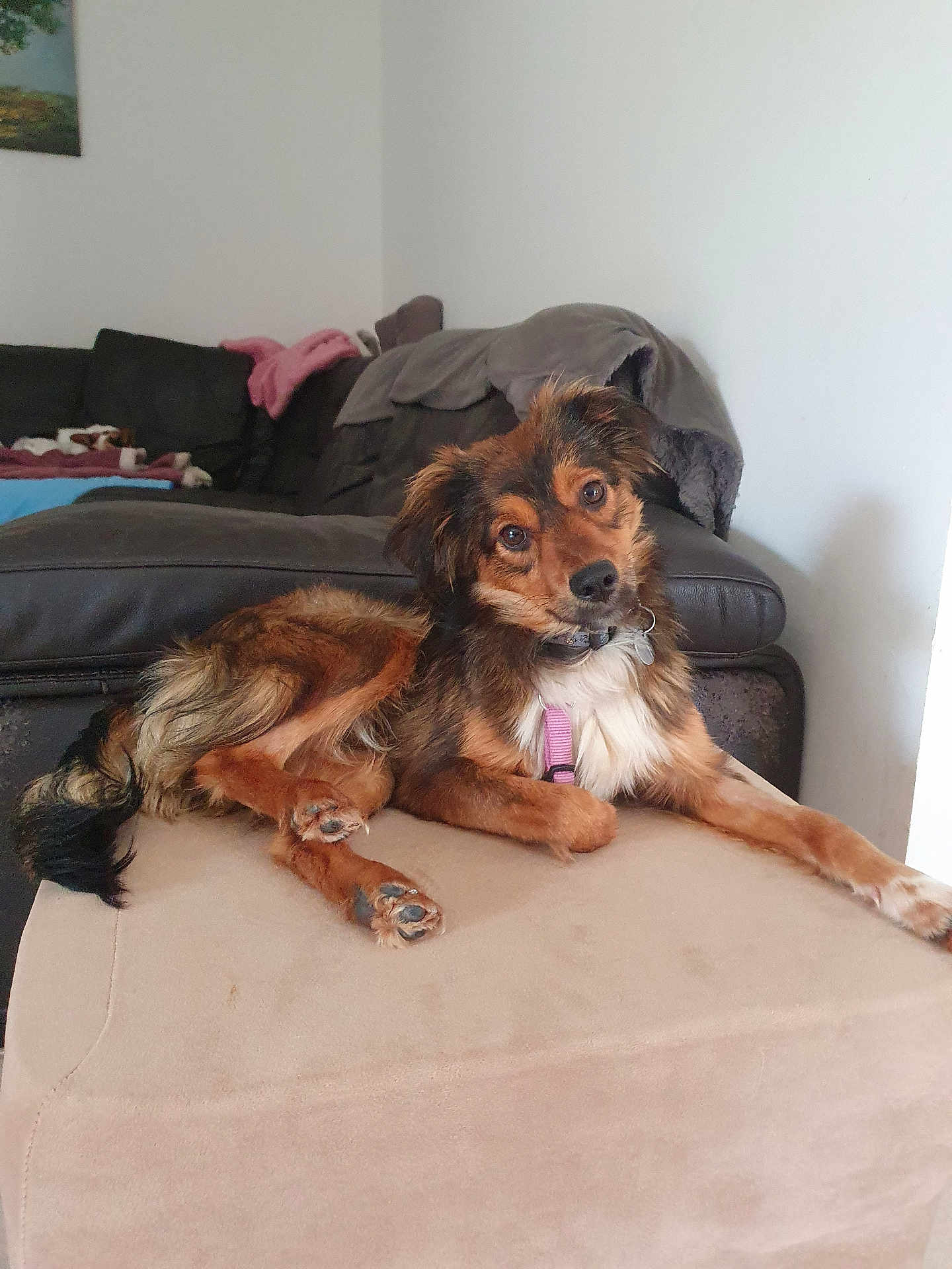 Abby a rejoint le concours — aidez-le/la à gagner de superbes lots ! dog, pet, brown_dog, living_room, sofa, blanket, painting, furniture, indoors, cozy, curious, relaxed, canine, couch, head_tilt, animal, domestic, fur, collar, harness