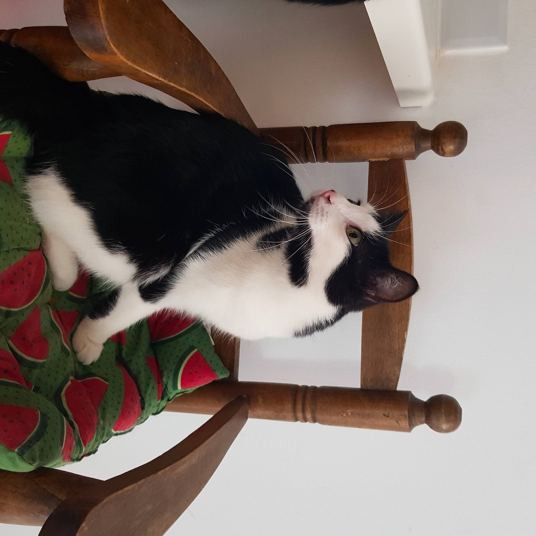 Charlie a rejoint le concours — aidez-le/la à gagner de superbes lots ! carmine, carnivore, cat, cat_supply, chair, comfort, companion_dog, domestic_short_haired_cat, felidae, flooring, fur, lap, mammal, paw, plant, small_to_medium_sized_cats, tail, vertebrate, whiskers, wood