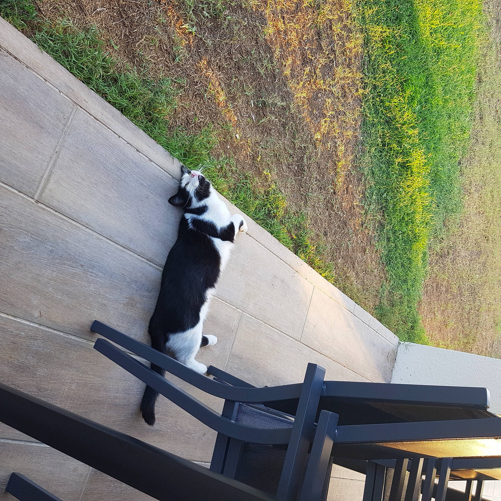 Charlie participe au concours pour gagner de l'argent avec cette photo : asphalt, automotive_exterior, canidae, carnivore, cat, companion_dog, dog_breed, felidae, grass, line, plant, road_surface, shadow, sidewalk, slope, small_to_medium_sized_cats, sporting_group, tail, tree, wood