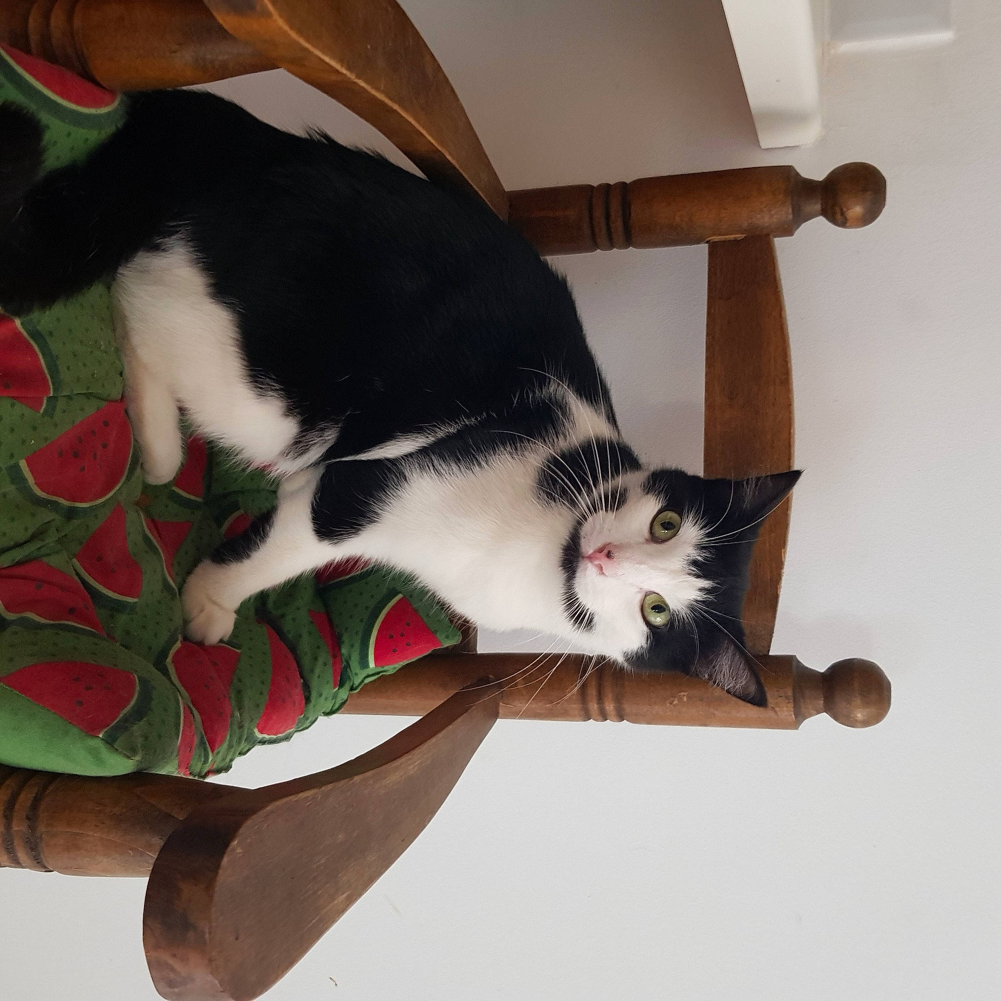 Charlie a rejoint le concours — aidez-le/la à gagner de superbes lots ! carnivore, cat, comfort, domestic_short_haired_cat, eye, felidae, flooring, foot, fur, human_leg, lap, paw, plant, small_to_medium_sized_cats, snout, tail, thigh, tree, whiskers, wood