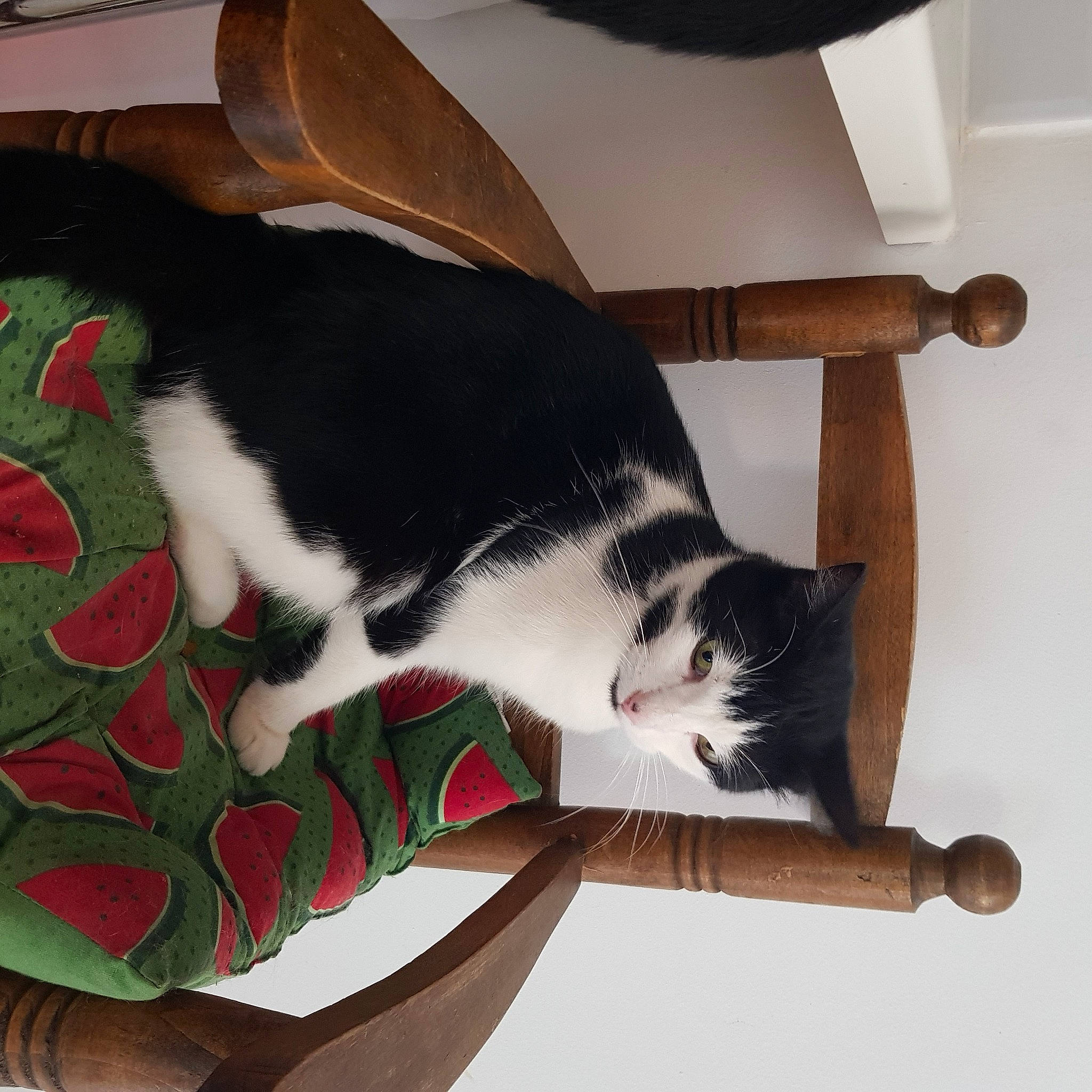 Charlie a rejoint le concours — aidez-le/la à gagner de superbes lots ! canidae, carmine, carnivore, cat, claw, comfort, domestic_short_haired_cat, eye, felidae, flooring, fur, lap, paw, plant, small_to_medium_sized_cats, snout, tail, tree, whiskers, wood