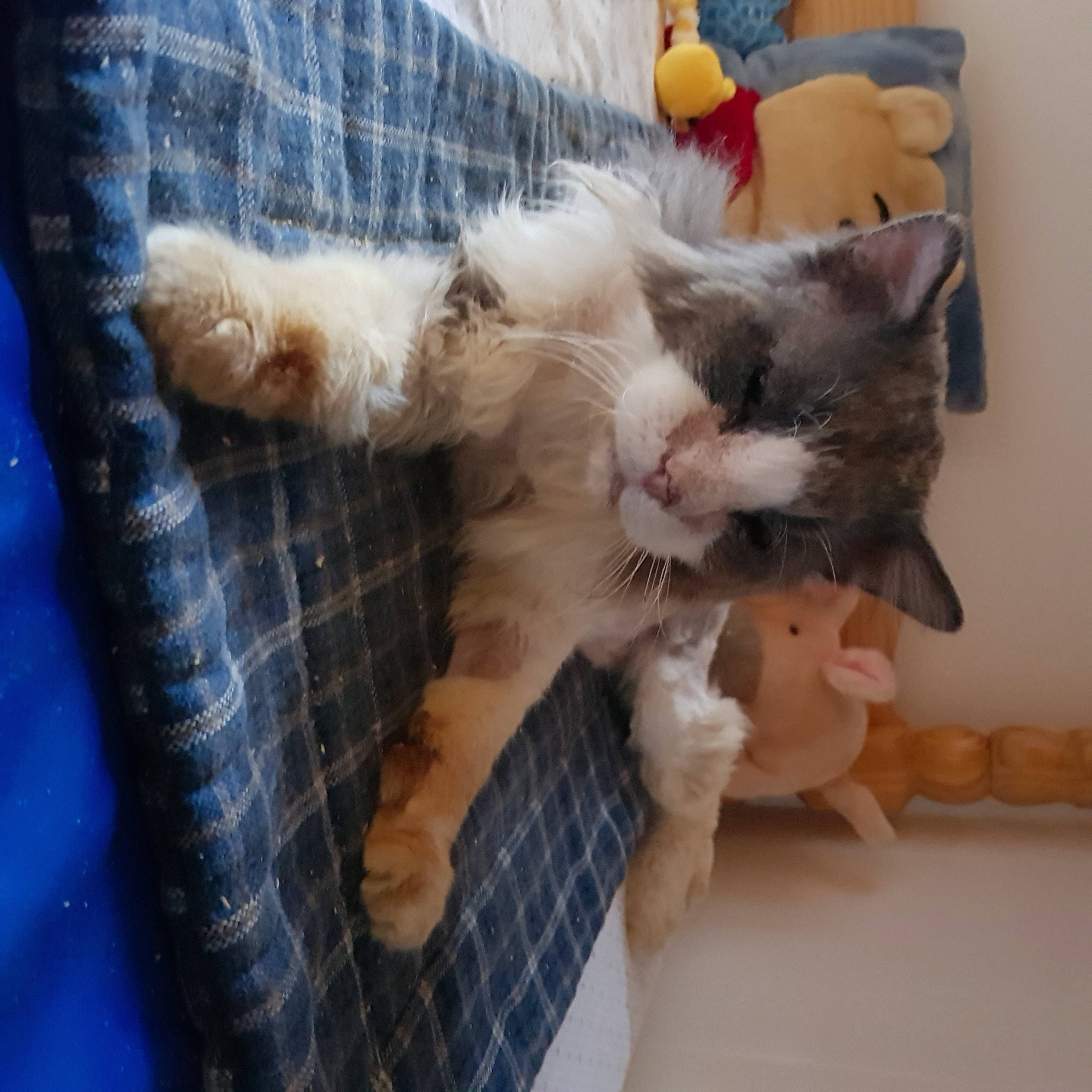 Gaston participe au concours pour gagner de l'argent avec cette photo : carnivore, cat, comfort, domestic_short_haired_cat, ear, fawn, felidae, fur, hand, lap, nail, pattern, paw, plaid, small_to_medium_sized_cats, snout, tail, tartan, toy, whiskers