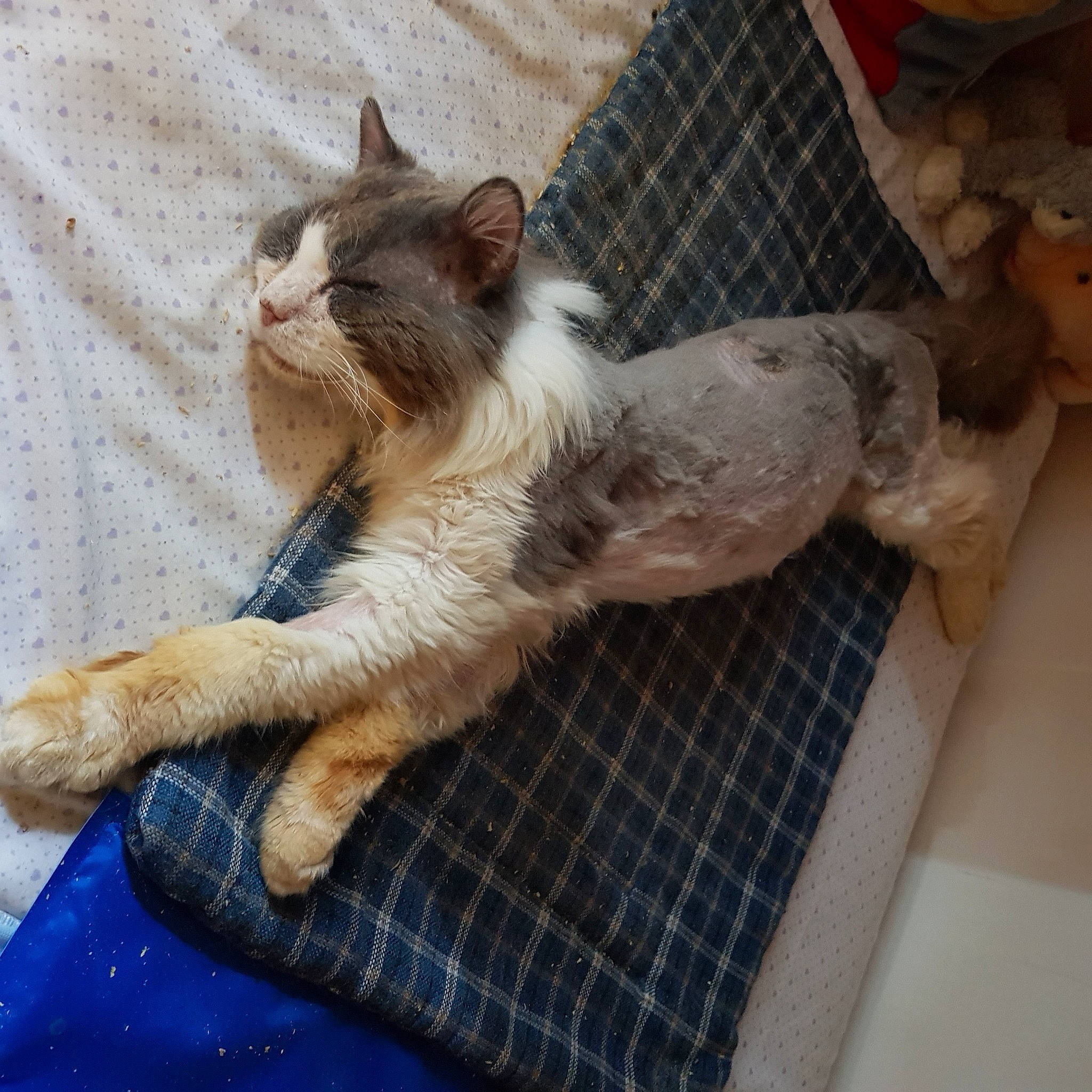 Gaston participe au concours pour gagner de l'argent avec cette photo : carnivore, cat, claw, comfort, companion_dog, dog_breed, domestic_short_haired_cat, fawn, felidae, flooring, fur, pattern, paw, plaid, small_to_medium_sized_cats, snout, tail, tartan, whiskers, wood