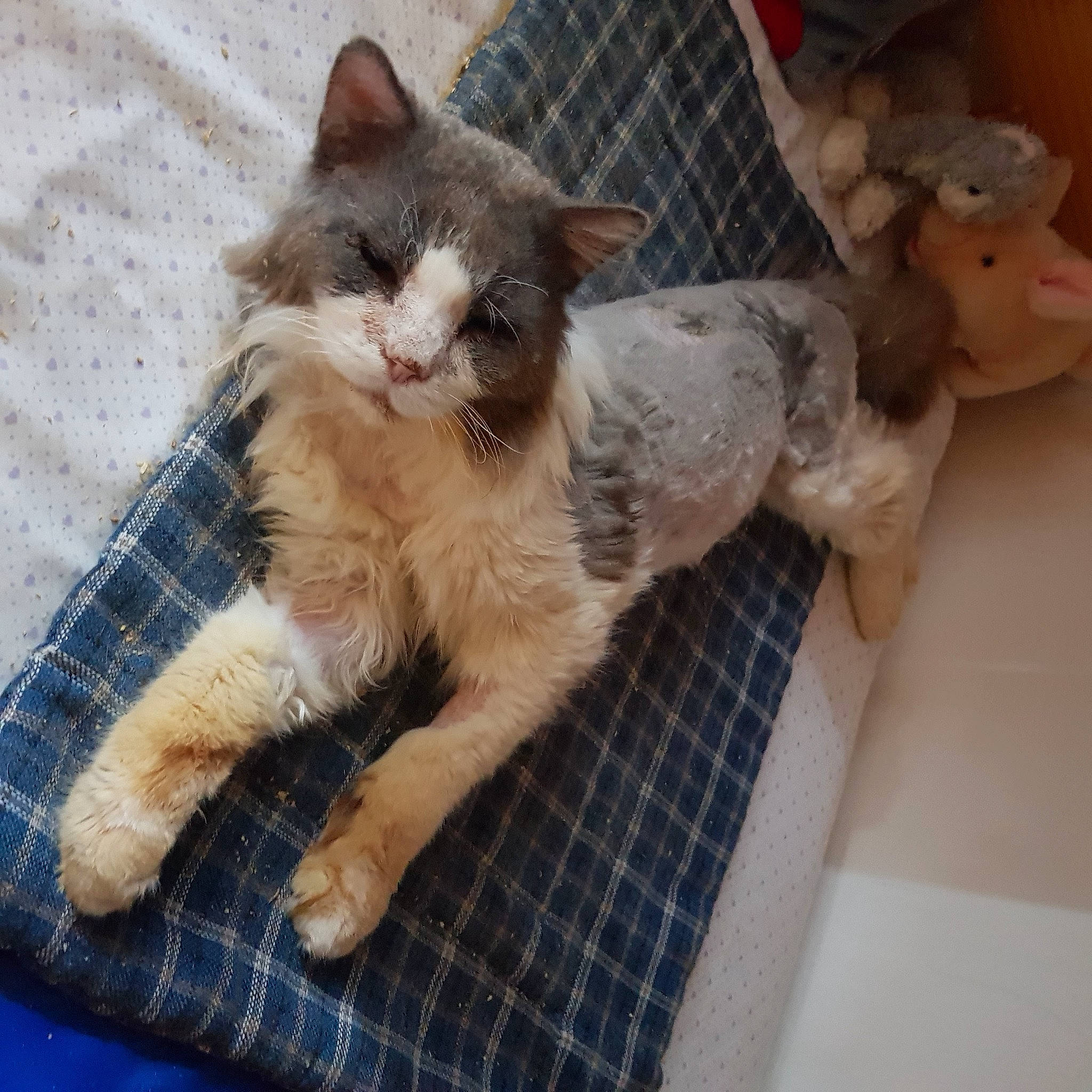 Gaston participe au concours pour gagner de l'argent avec cette photo : carnivore, cat, claw, comfort, dog_breed, domestic_short_haired_cat, fawn, felidae, flooring, foot, fur, pattern, paw, plaid, small_to_medium_sized_cats, tail, tartan, toe, whiskers, wood